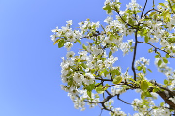Pear flower in full bloom in spring