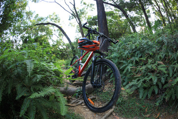 Fototapeta na wymiar One mountain bike at rainforest trail