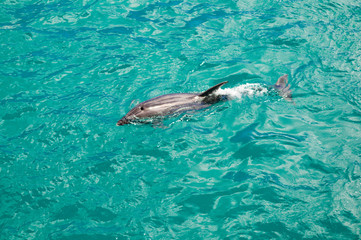 Naklejka premium Dolphins in Blue Water following in the surf