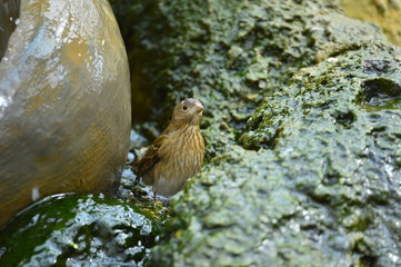 The outdoor fringillidae birds in the park