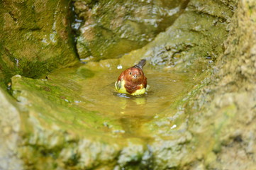 The outdoor fringillidae birds in the park