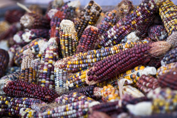 Indian colored corn on cob