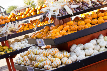 Mini Pumpkins tiger pumpkins