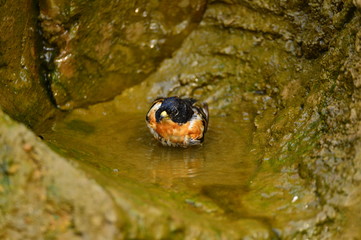 The outdoor fringillidae birds in the park