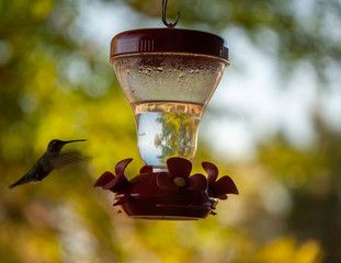 Black-chinned Hummingbird