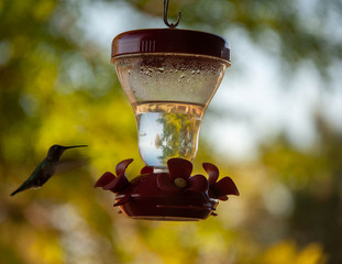 Black-chinned Hummingbird