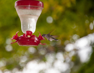 Black-chinned Hummingbird