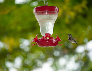 Black-chinned Hummingbird