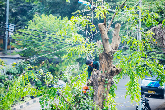 Lumberjack is using a chainsaw to cut down a tree