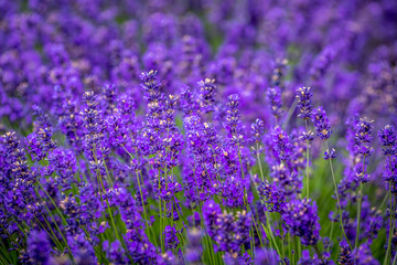 Naklejka premium Blooming lavender fields in Pacific Northwest USA