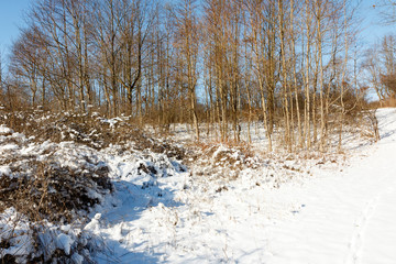 Fototapeta na wymiar Bare trees in the winter forest with bright white snow and a blue sky background