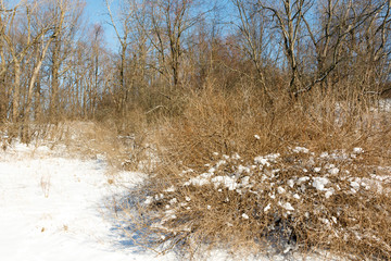 Bare trees in the winter forest with bright white snow and a blue sky background