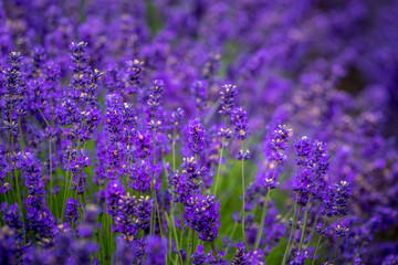 Blooming lavender fields in Pacific Northwest USA