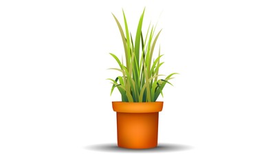 green grass in pot on the white background