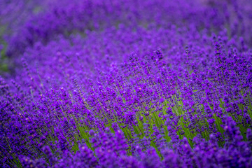 Blooming lavender fields in Pacific Northwest USA