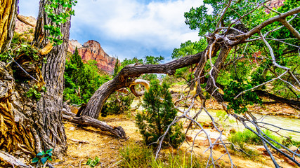 Fototapeta premium Green foliage of the trees along the Pa'rus Trail as it follows along and over the meandering Virgin River in Zion National Park in Utah, USA. The peak of The Watchman in the background