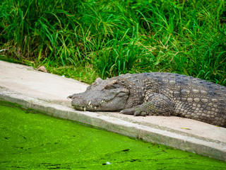 Crocodile live in the marsh.