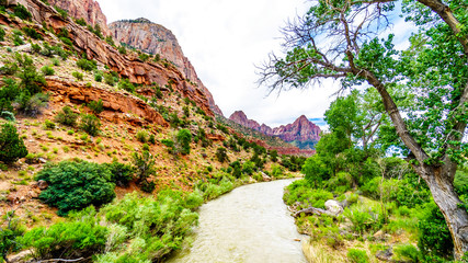 The Massive Red, Pink and Cream Sandstone Cliffs viewed from the Pa'rus Trail as it follows along and over the meandering Virgin River in Zion National Park in Utah, USA