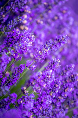 Blooming lavender fields in Pacific Northwest USA