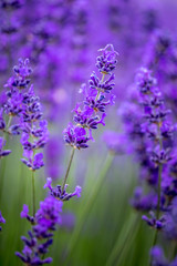 Blooming lavender fields in Pacific Northwest USA