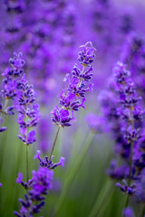 Blooming lavender fields in Pacific Northwest USA