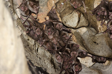 Colony of the Common Vampire Bat (Desmodus rotundus) in a limestone cave.