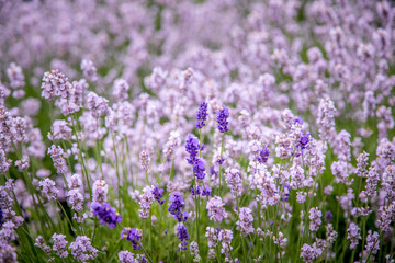 Fototapeta premium Blooming lavender fields in Pacific Northwest USA