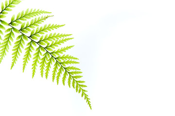 dewy ferns on a white isolated background with copy space