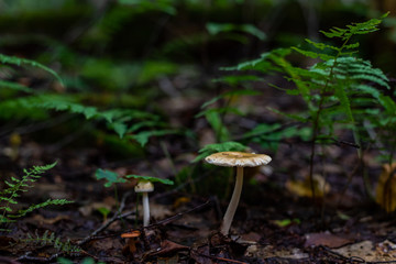 Mushroom in the forest
