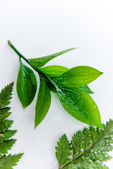 dewy ferns on a white isolated background with copy space