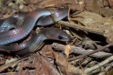 Oxyrhopus petola, commonly known as the false coral or calico snake, is a species of colubrid snake endemic to South America. 