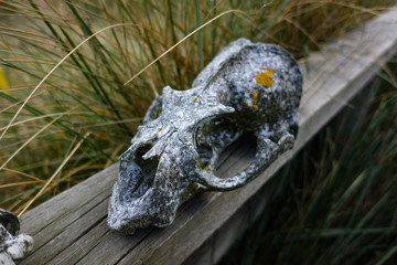 Old New Zealand Fur Seal Scull with Moss growing on it