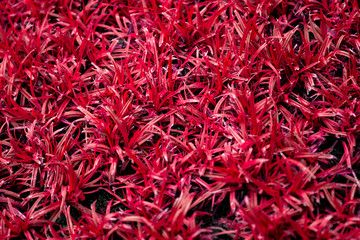 Fototapeta premium grass background / surface texture