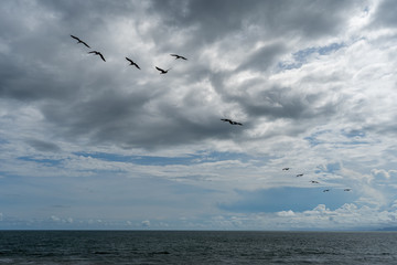 Beautiful aerial view of the majestic pelicans flying 