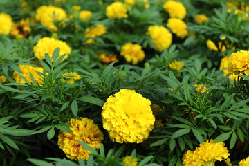 yellow flowers in the garden / marigold