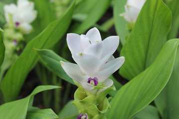 orchid flower nature