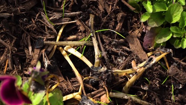 Fly walking over their dead plants in slow motion in Vancouver