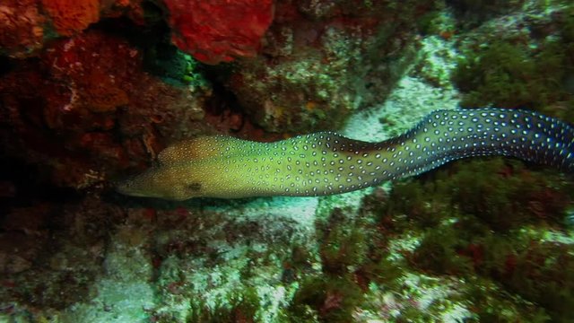 Spotted eel runs away from camera into reef