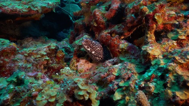 Eel sticks out from underwater reef