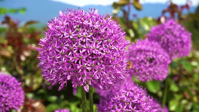 bee pollinating a purple garden flower in slow motion in Vancouver