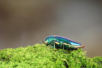 Jewel beetles or metallic wood-boring beetles : One of the World's most beautiful insects with their iridescent colors and brilliant metallic colors from forest of Thailand.Copy space