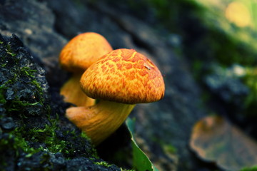 Yellow autumn mushrooms on the bark of a tree or stone overgrown with green moss in forest. Close up