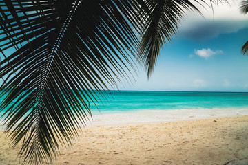 A look at the Caribbean Sea through the branches of a coconut palm.