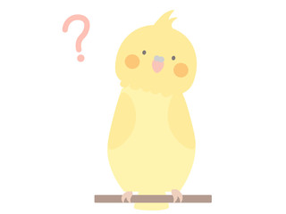 はてな　オカメインコ