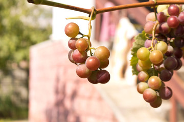 Bunches of ripe grapes on a branch among the green foliage.