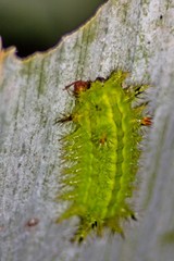 Nettle Caterpillar