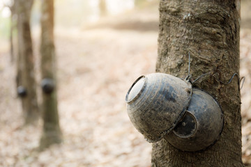 Bowl on rubber tree.