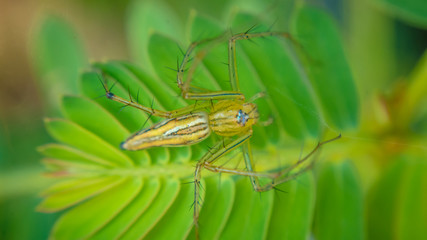 spider