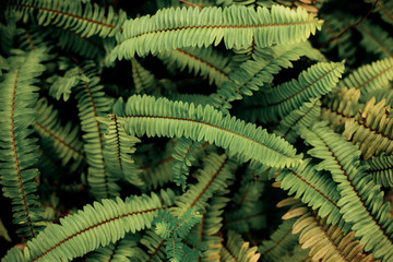 Fern leaves with background.
