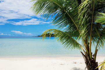 Obraz na płótnie Canvas Palm tree on beach in summer.